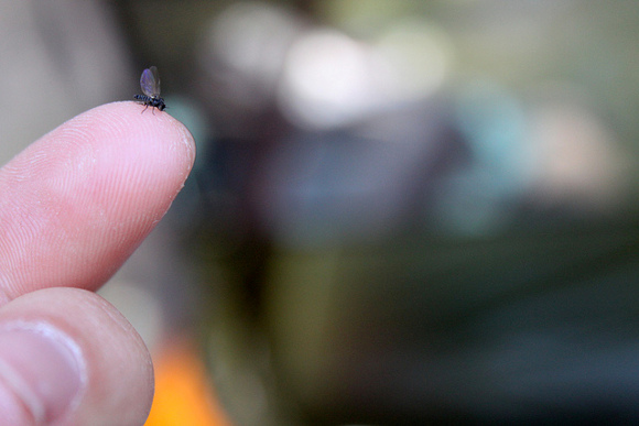 死ぬほど痒い！？ニュージーランドに生息する虫「サンドフライ」に要注意