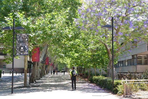 マッコーリー大学の自然豊かなキャンパス