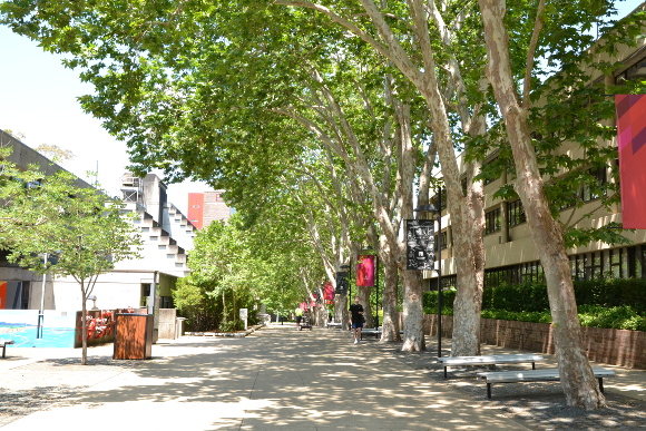 緑の豊かなキャンパス